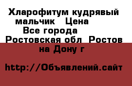 Хларофитум кудрявый мальчик › Цена ­ 30 - Все города  »    . Ростовская обл.,Ростов-на-Дону г.